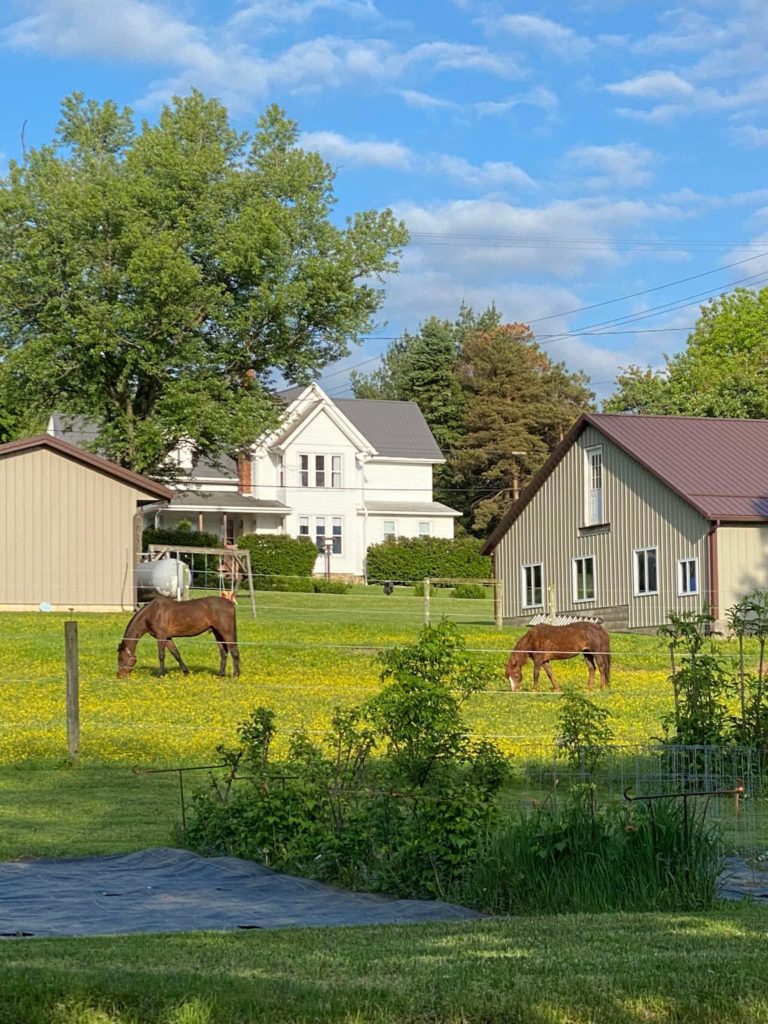 Horses grazing trailside